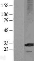 MS4A12 Human Over-expression Lysate