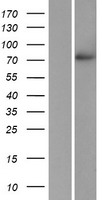 POMGNT1 Human Over-expression Lysate