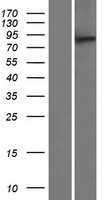 MTMR10 Human Over-expression Lysate