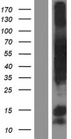 Spindly (SPDL1) Human Over-expression Lysate