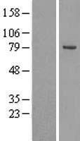 OSBPL10 Human Over-expression Lysate