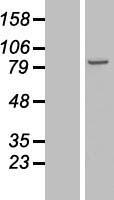 NSD3 (WHSC1L1) Human Over-expression Lysate