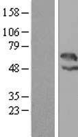 LAX1 Human Over-expression Lysate