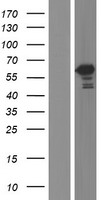 TBC1D22B Human Over-expression Lysate