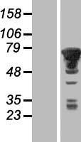 PXK Human Over-expression Lysate