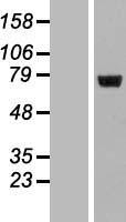 LRRC40 Human Over-expression Lysate