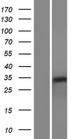 RHBDL2 Human Over-expression Lysate