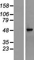 RG9MTD1 (TRMT10C) Human Over-expression Lysate