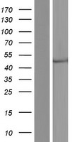 HDHD5 Human Over-expression Lysate