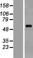 SARS2 Human Over-expression Lysate