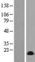 NHP2 Human Over-expression Lysate