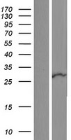 RNF125 Human Over-expression Lysate