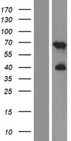 C2orf42 Human Over-expression Lysate