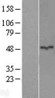 ASB6 Human Over-expression Lysate