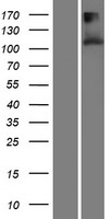 TMEM132A Human Over-expression Lysate