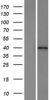 C4orf27 (HPF1) Human Over-expression Lysate