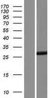 TESC Human Over-expression Lysate