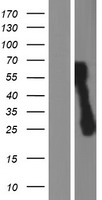 C1orf159 Human Over-expression Lysate