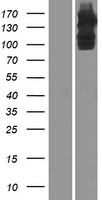ULK4 Human Over-expression Lysate