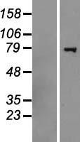 HERC6 Human Over-expression Lysate