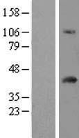 FAM118A Human Over-expression Lysate