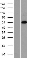 ZNF446 Human Over-expression Lysate