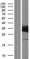 STX17 Human Over-expression Lysate