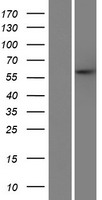 C12orf48 (PARPBP) Human Over-expression Lysate
