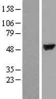 TTC38 Human Over-expression Lysate