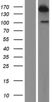 USP47 Human Over-expression Lysate