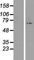 C17orf80 Human Over-expression Lysate