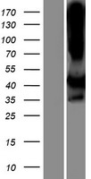 LIMS2 Human Over-expression Lysate