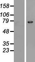 EPN3 Human Over-expression Lysate