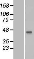 GPR172B (SLC52A1) Human Over-expression Lysate