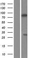 ZCWPW1 Human Over-expression Lysate