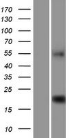 C9orf40 Human Over-expression Lysate