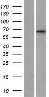 DET1 Human Over-expression Lysate