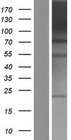 PACS1 Human Over-expression Lysate