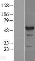 RBM22 Human Over-expression Lysate