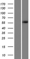 GPATCH2 Human Over-expression Lysate