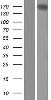 FLJ10357 (ARHGEF40) Human Over-expression Lysate