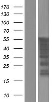 FAM90A1 Human Over-expression Lysate