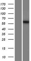 MSTO1 Human Over-expression Lysate