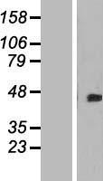 DOK4 Human Over-expression Lysate