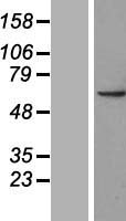 Poly(A) RNA polymerase, mitochondrial (MTPAP) Human Over-expression Lysate