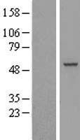 RBM23 Human Over-expression Lysate