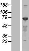 CEP72 Human Over-expression Lysate