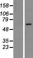 MSL2L1 (MSL2) Human Over-expression Lysate