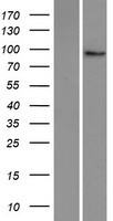 MyoGEF (PLEKHG6) Human Over-expression Lysate