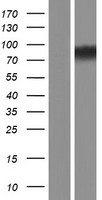 C12orf11 (ASUN) Human Over-expression Lysate